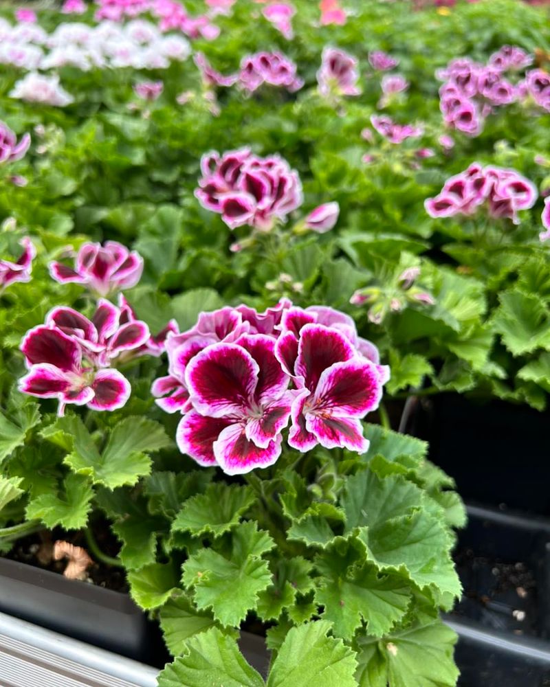 Geranium