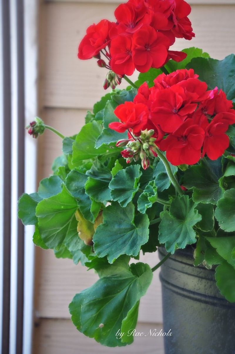 Geranium