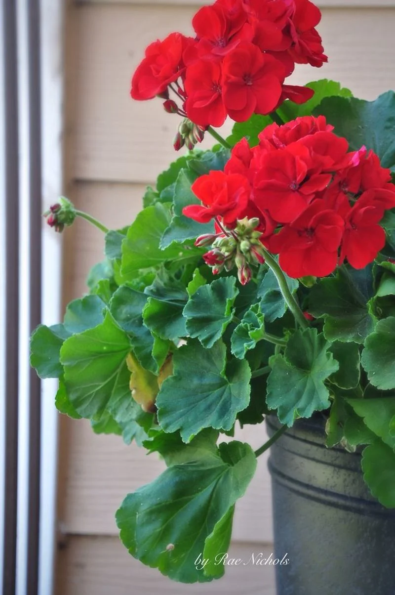 Geranium