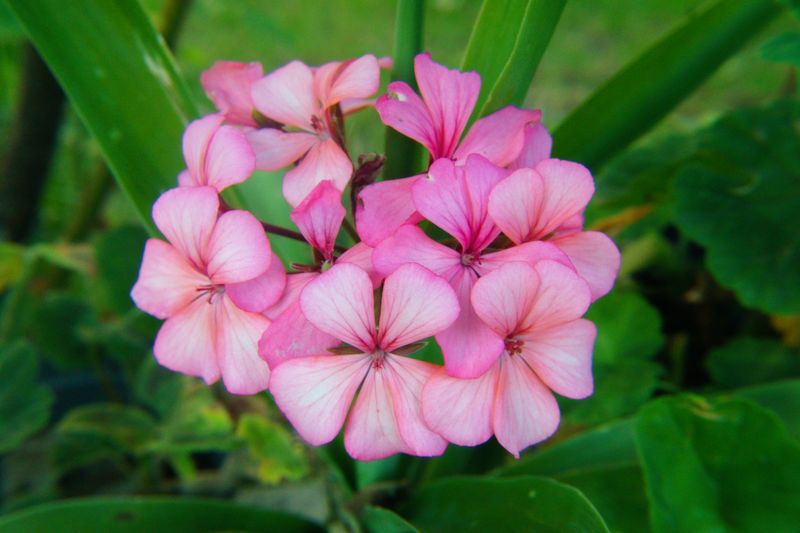 Geranium