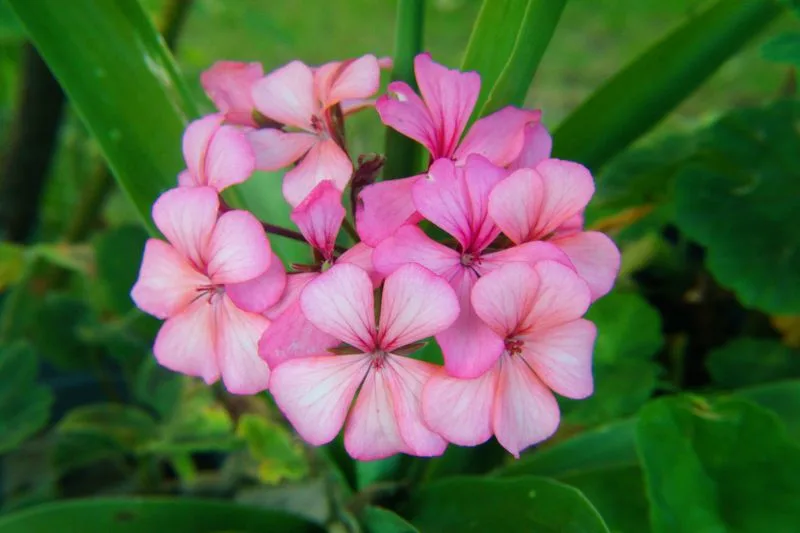 Geranium