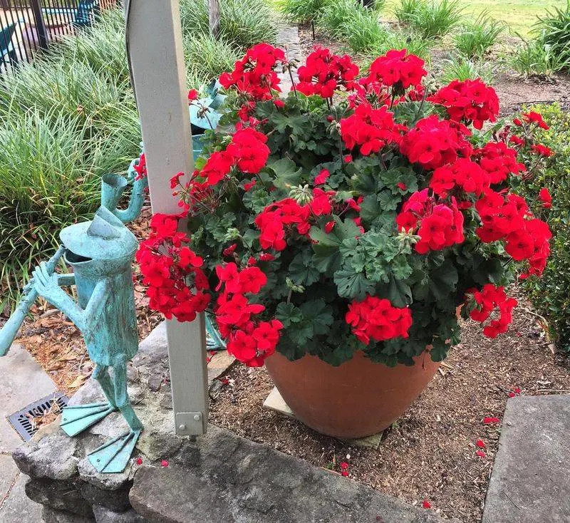 Geranium