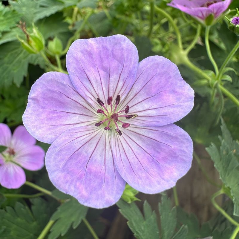 Geranium