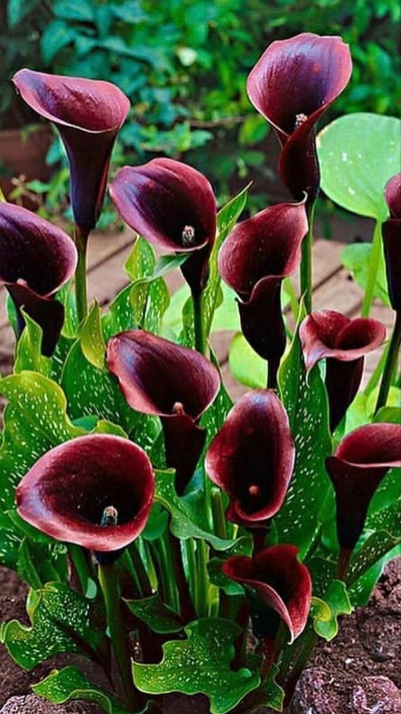 Calla Lily (Zantedeschia)
