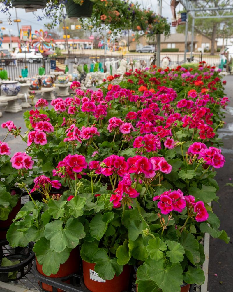 Geranium Elegance