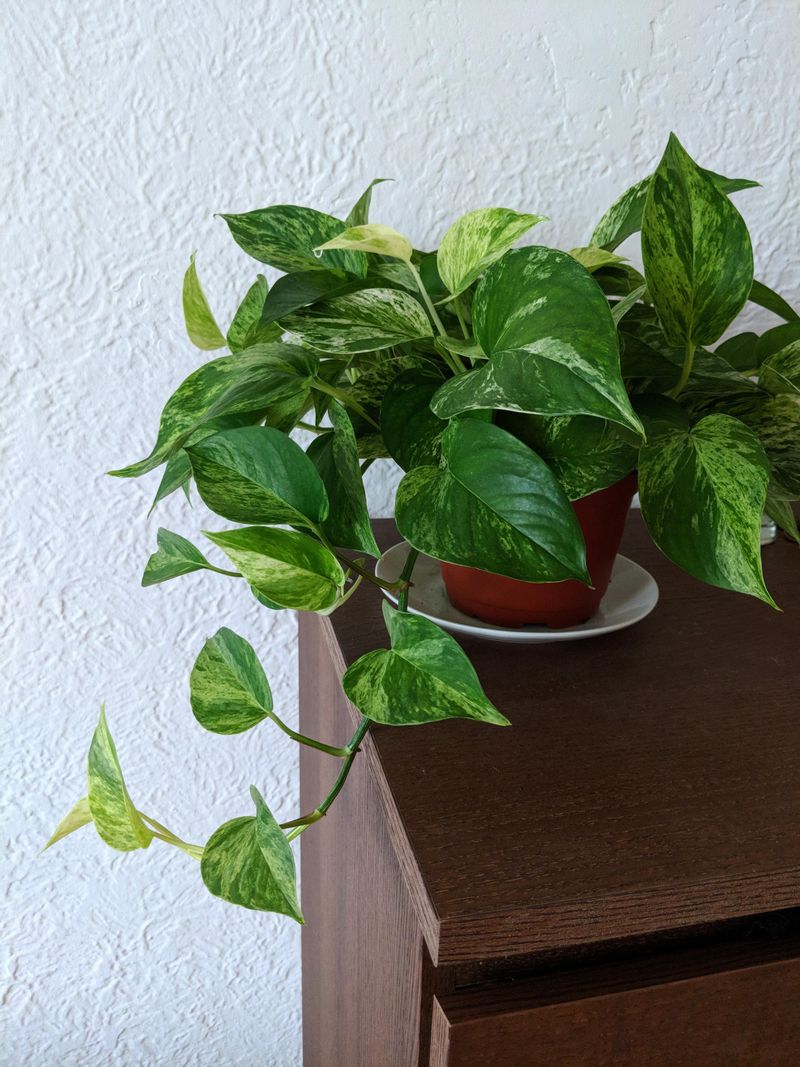 Pothos (Epipremnum aureum)
