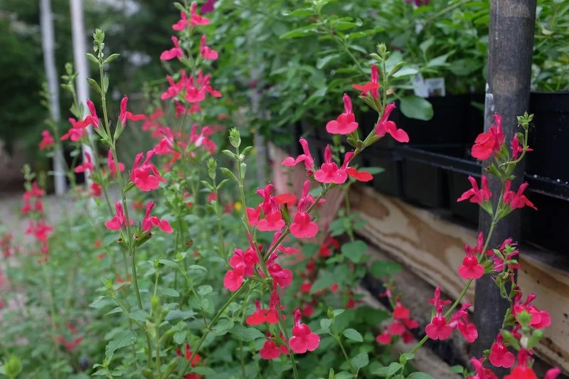 Salvia ‘Hot Lips’