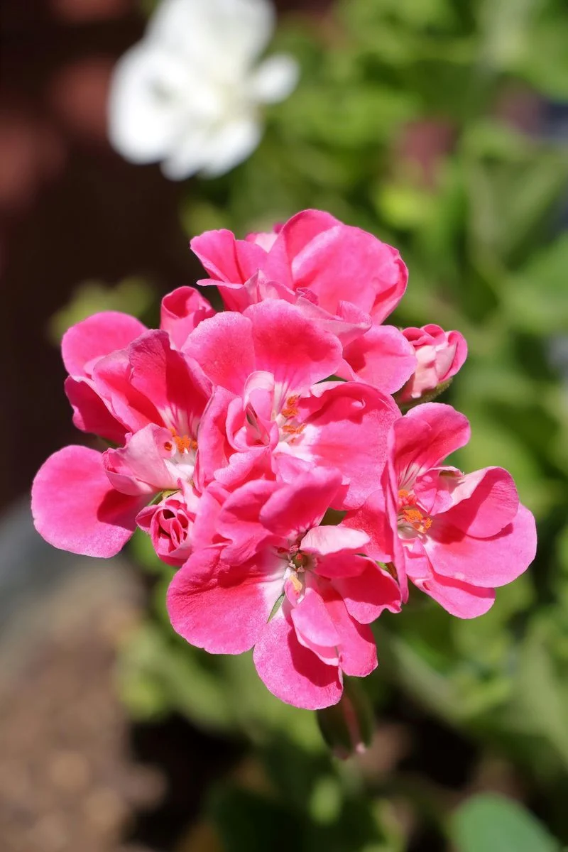 Geranium