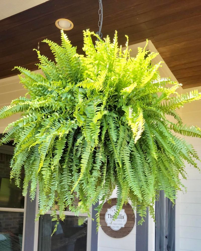 Boston Fern