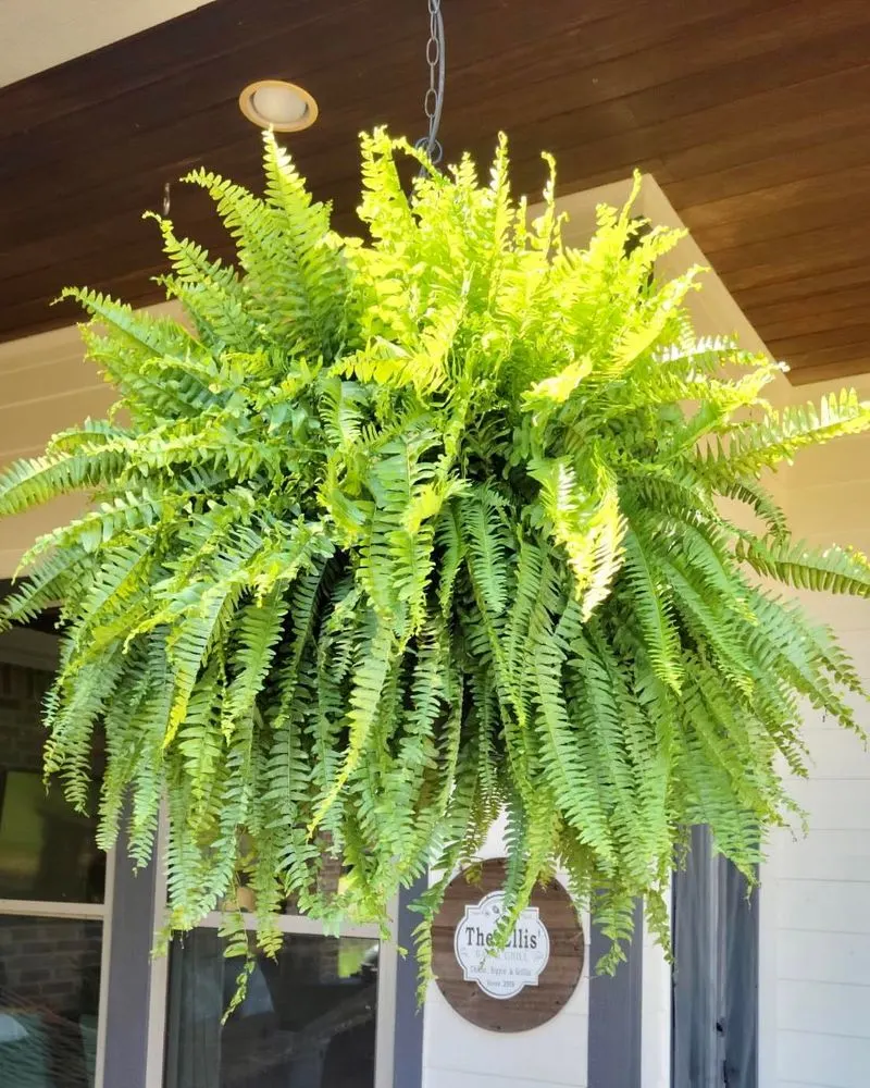 Boston Fern