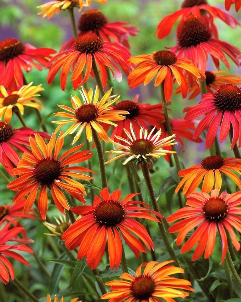 Echinacea 'Cheyenne Spirit'