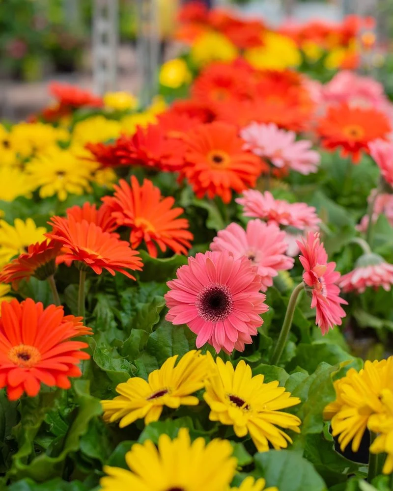 Gerbera Daisies