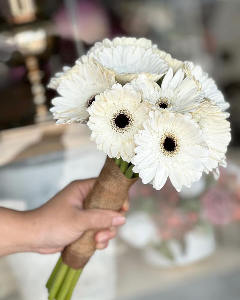 Gerbera Daisy