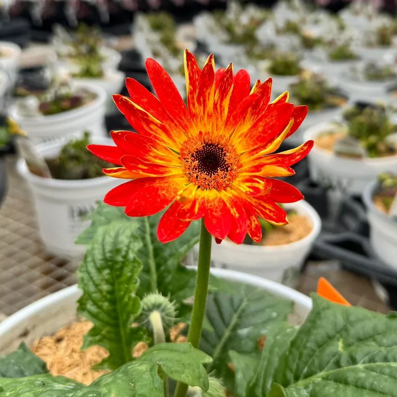 Gerbera Daisy