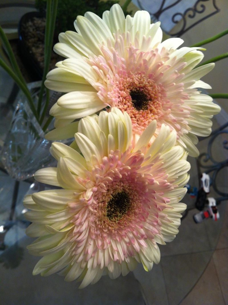 Gerbera Daisy