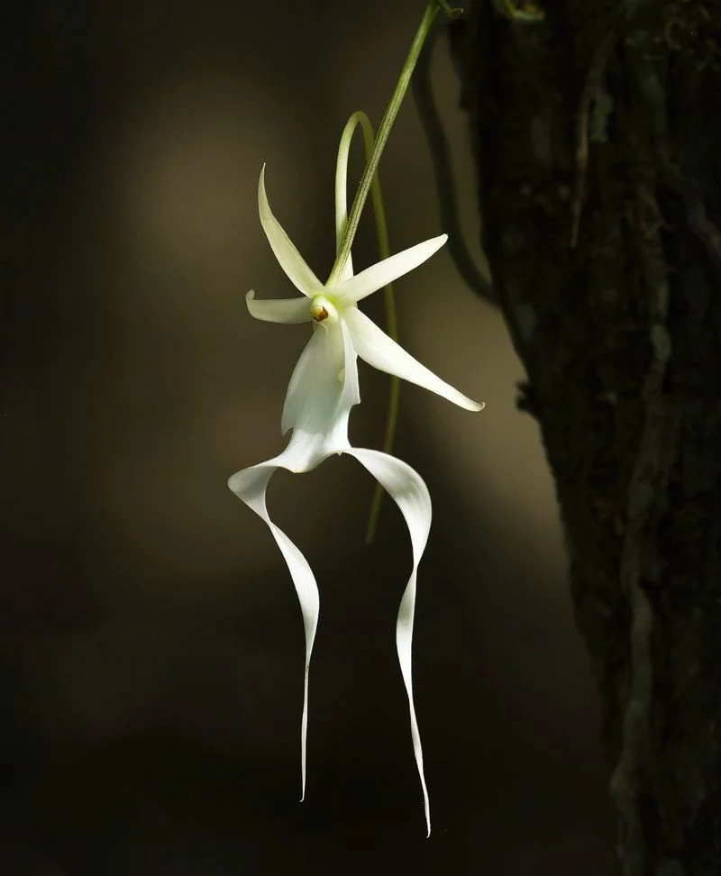 Ghost Orchid's Elusive Beauty