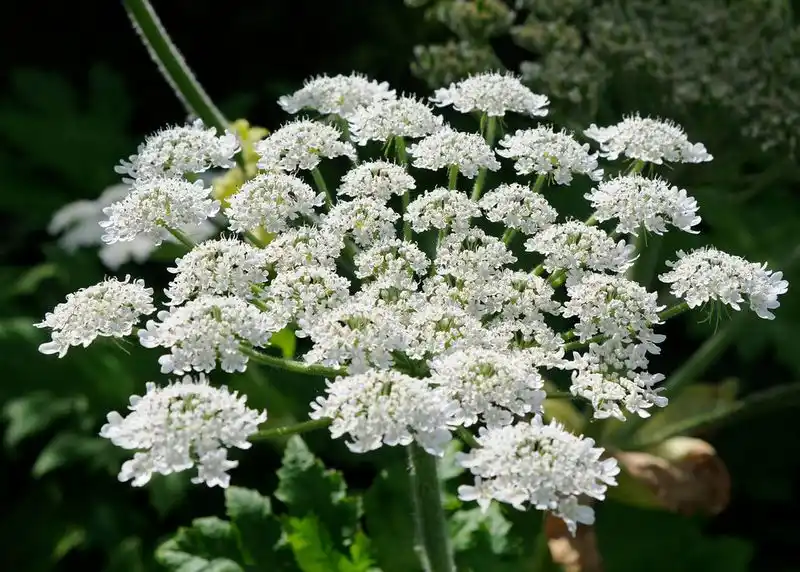 Giant Hogweed