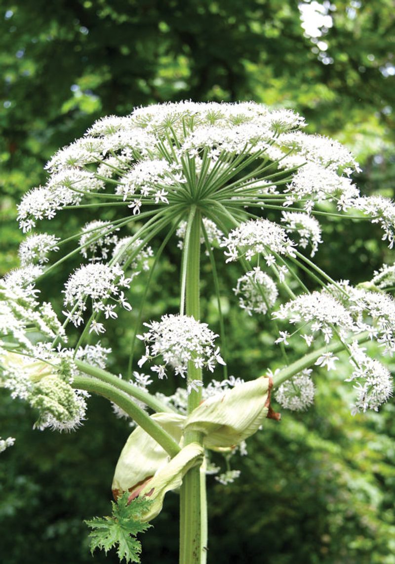 Giant Hogweed