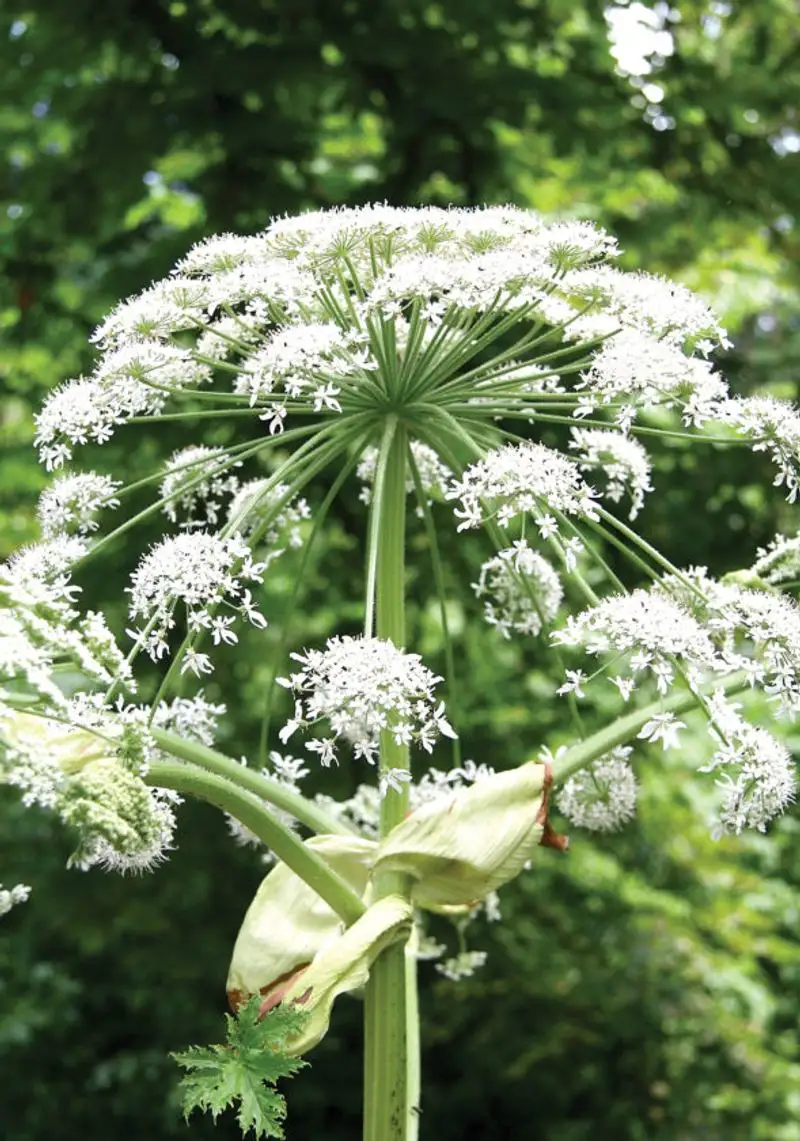 Giant Hogweed