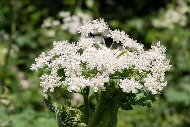 Giant Hogweed