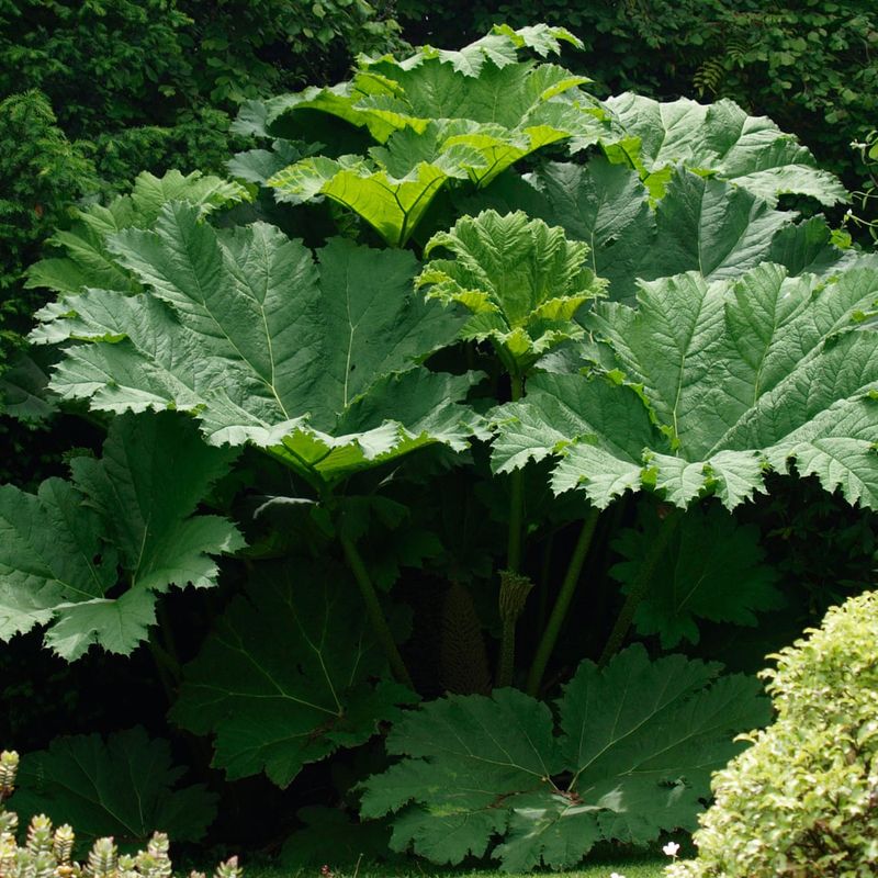 Giant Rhubarb