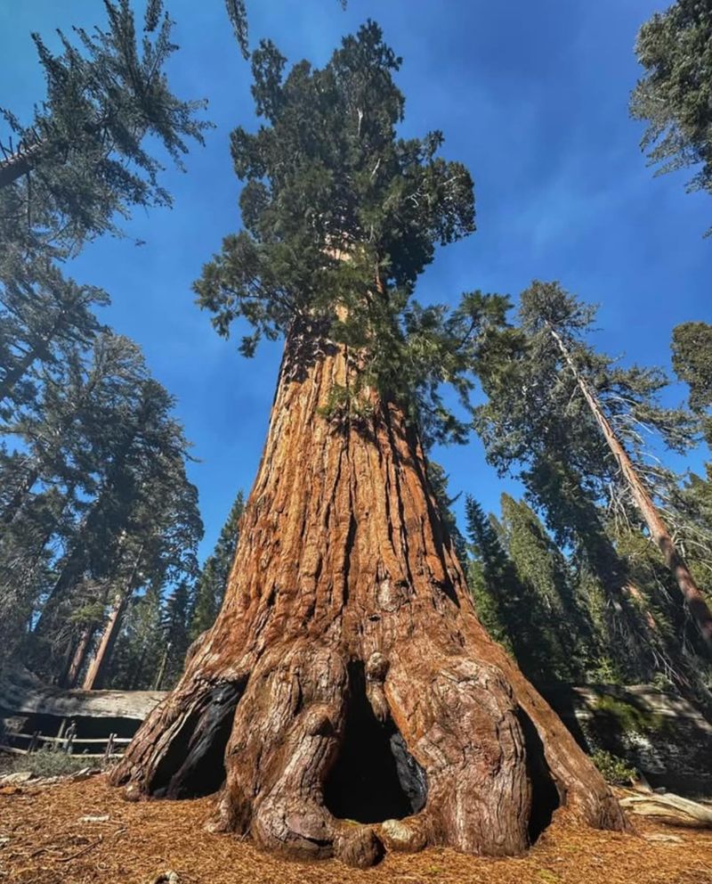 Giant Sequoia (Sequoiadendron giganteum)