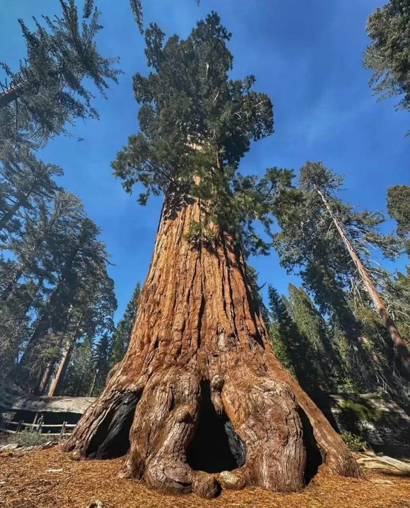 Giant Sequoia (Sequoiadendron giganteum)