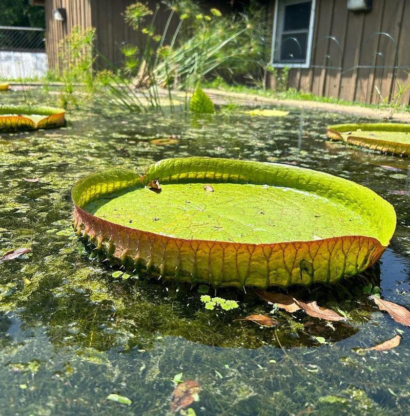Giant Water Lily