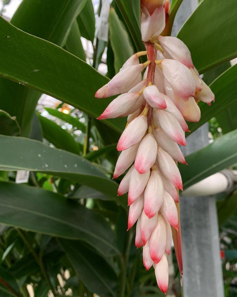 Ginger