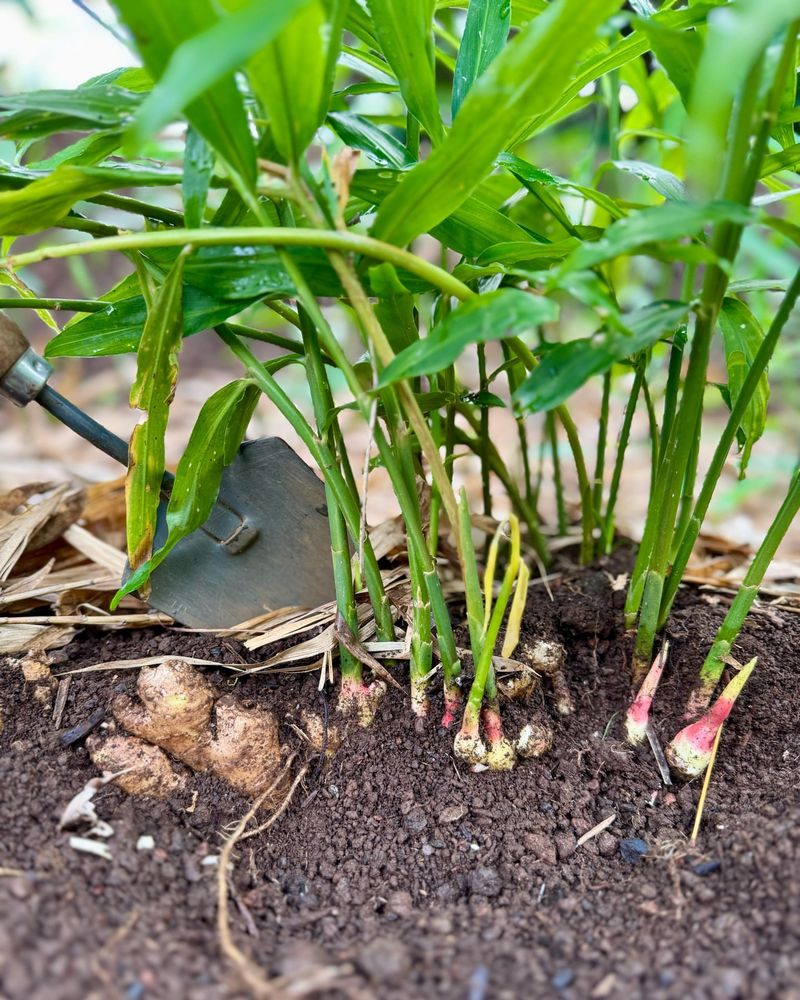Ginger Plant