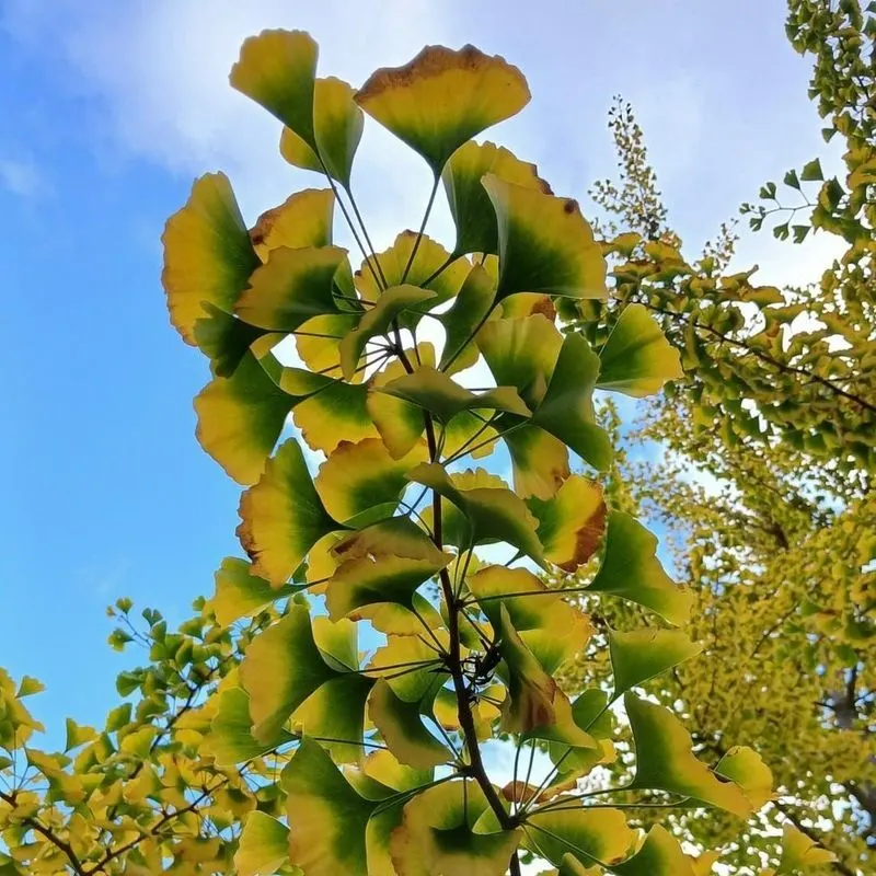 Ginkgo Biloba