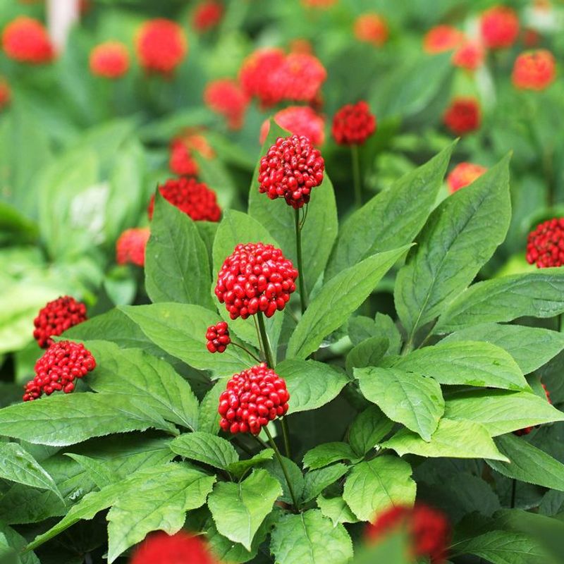 Ginseng