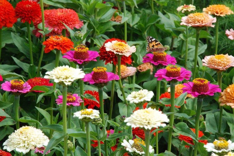Zinnias