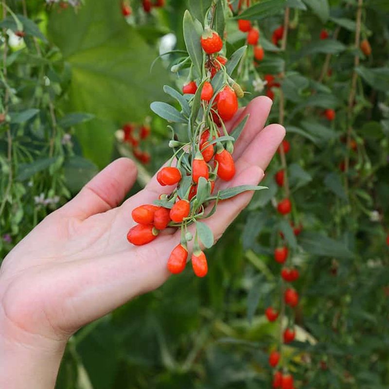 Goji Berry