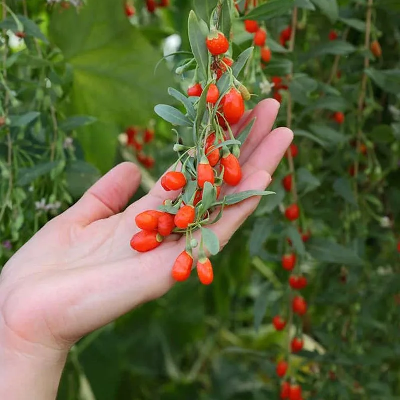 Goji Berry