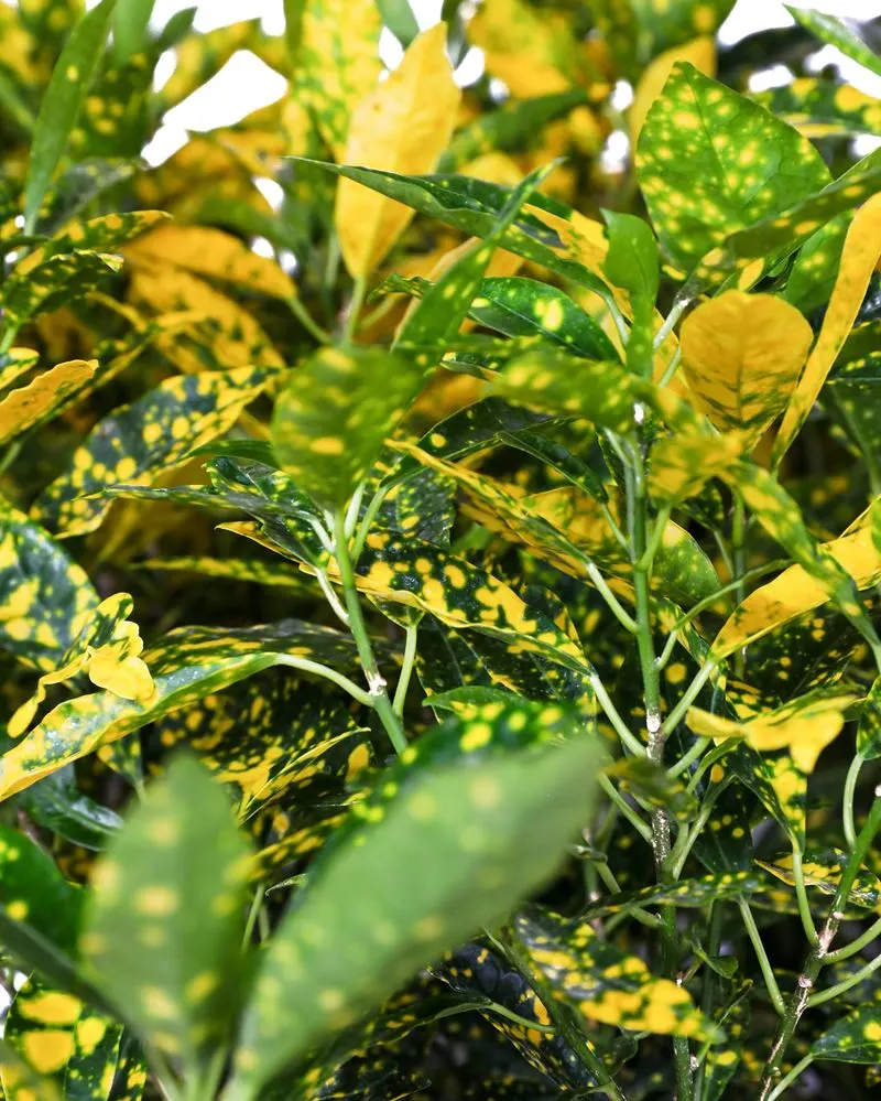 Gold Dust Croton