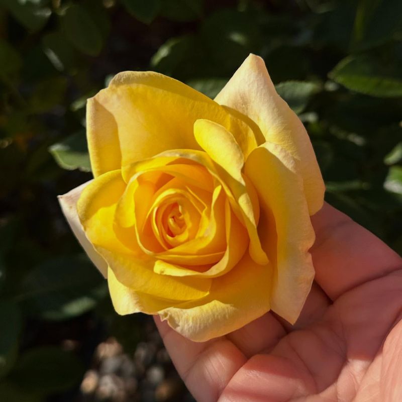Gold Medal Rose