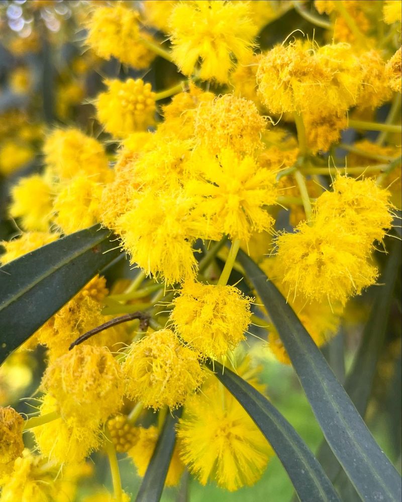 Golden Acacia