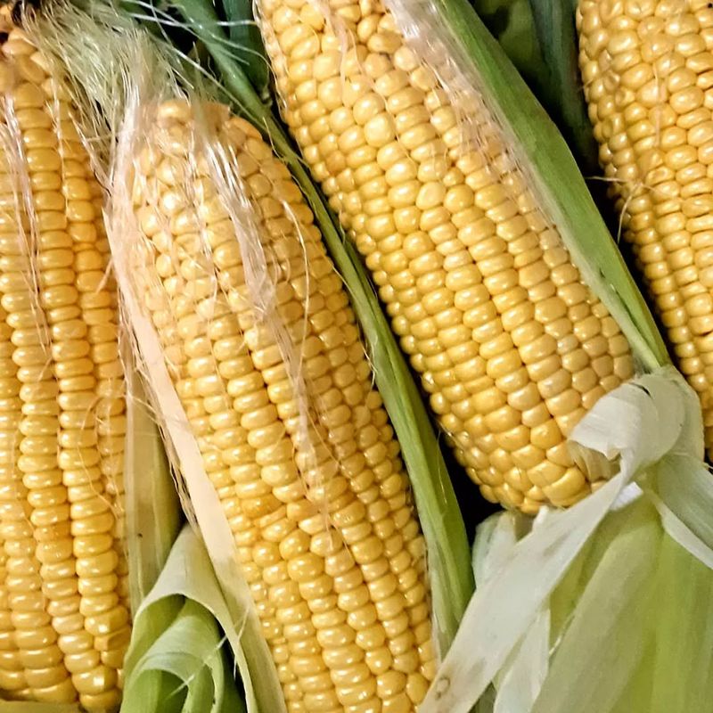 Golden Bantam Corn