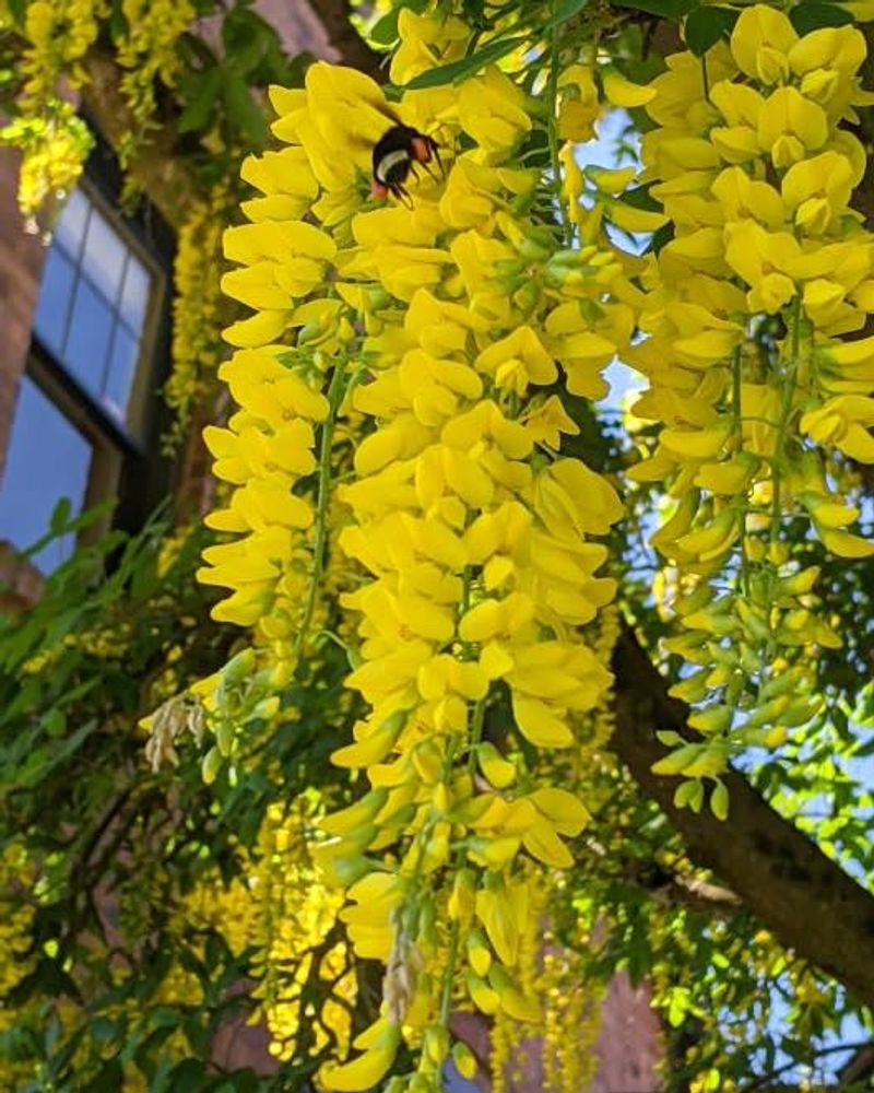 Golden Chain Tree