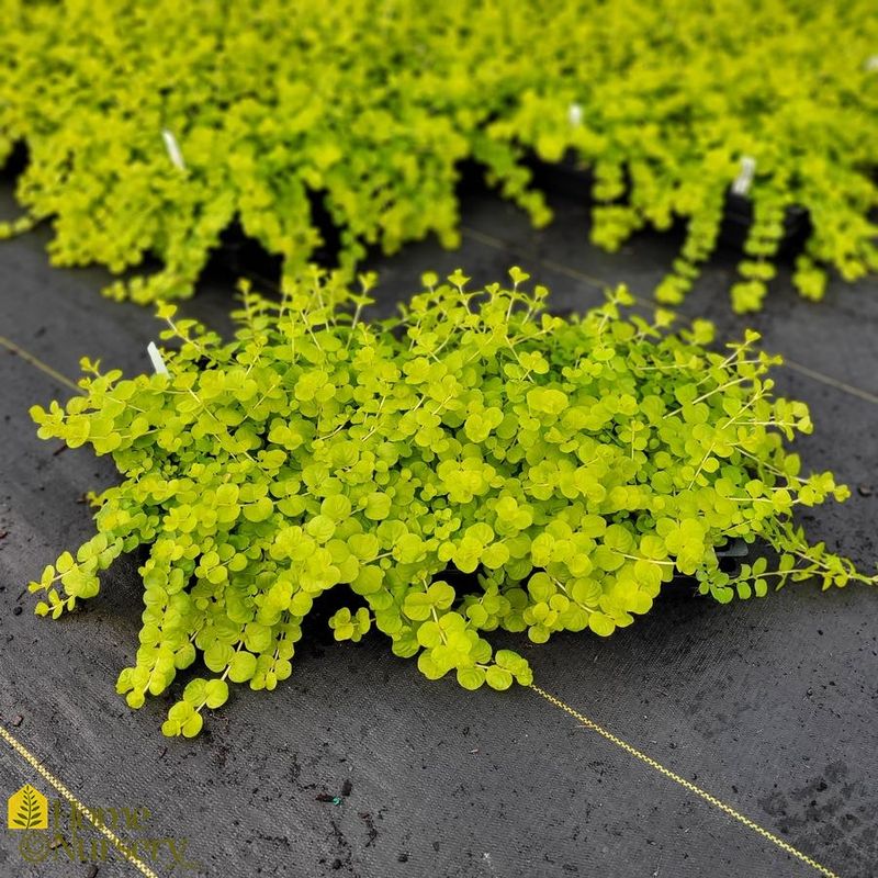 Golden Creeping Jenny (Lysimachia nummularia 'Aurea')
