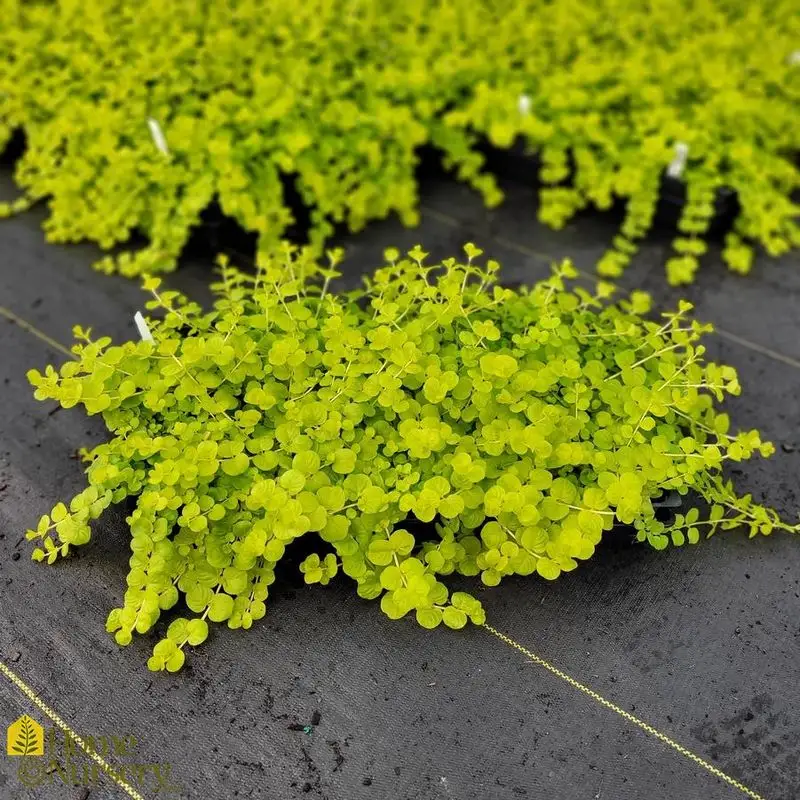 Golden Creeping Jenny (Lysimachia nummularia 'Aurea')