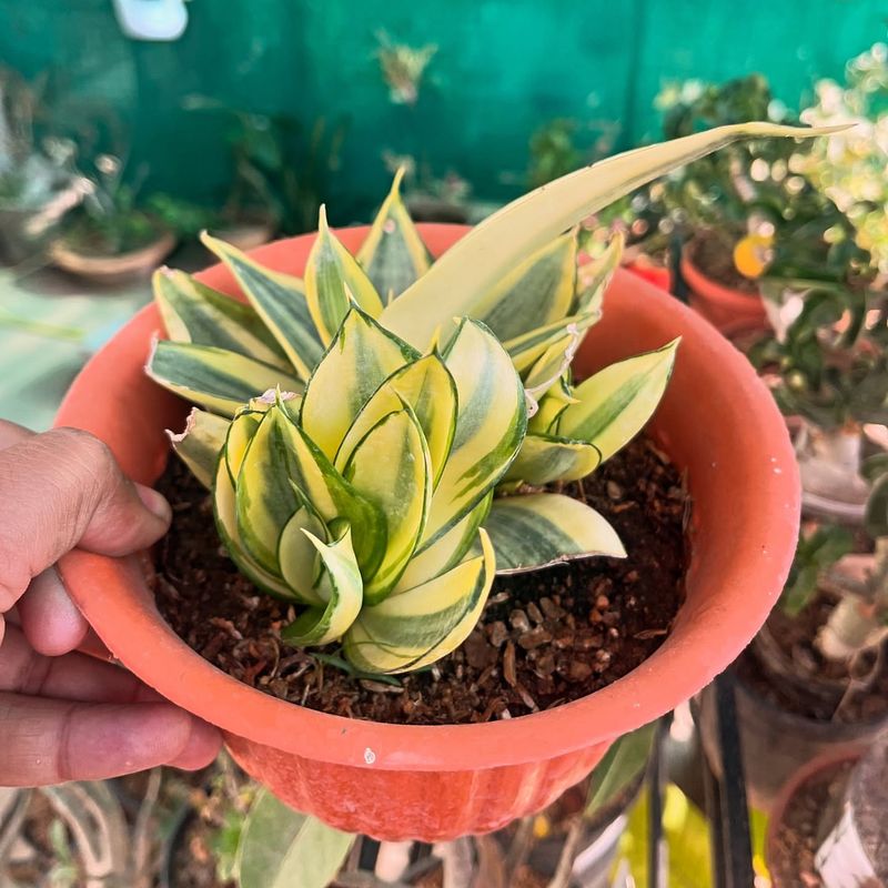 Golden Hahnii Snake Plant