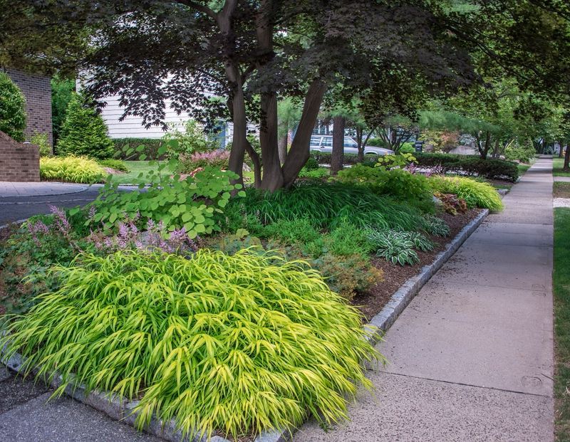 Golden Japanese Forest Grass