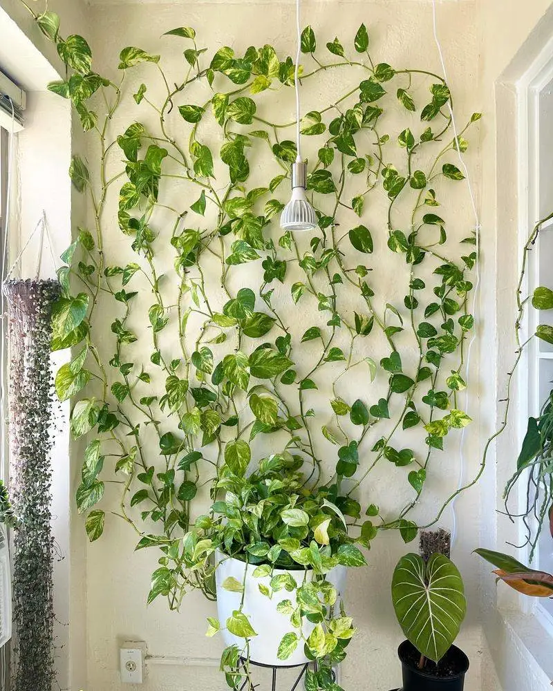 Golden Pothos