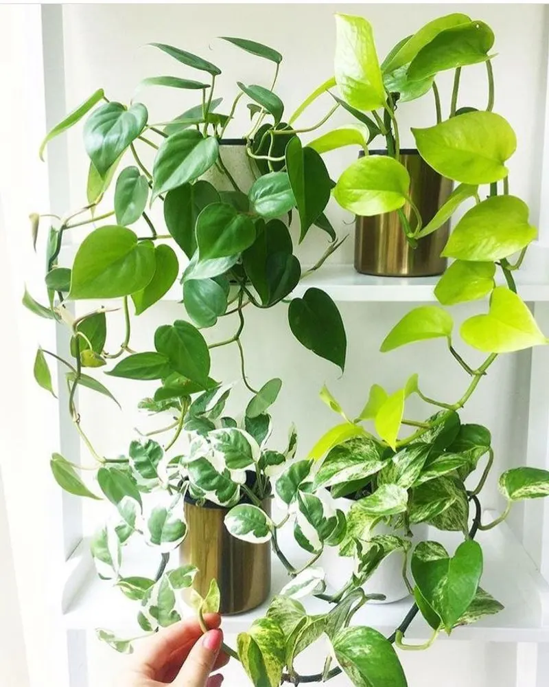 Golden Pothos