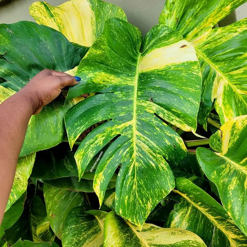Golden Pothos