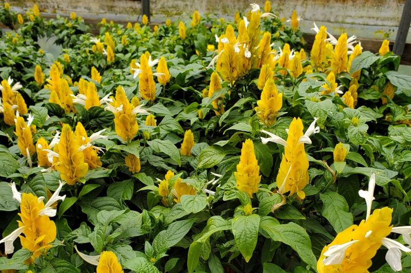 Golden Shrimp Plant