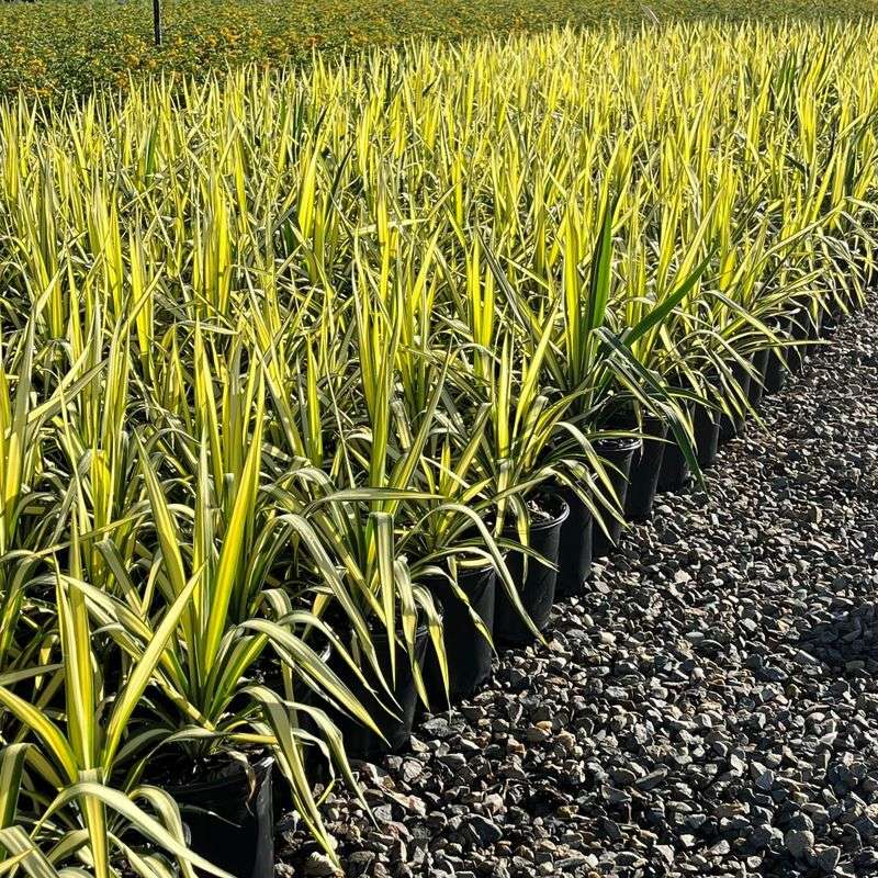 Golden Sword Yucca