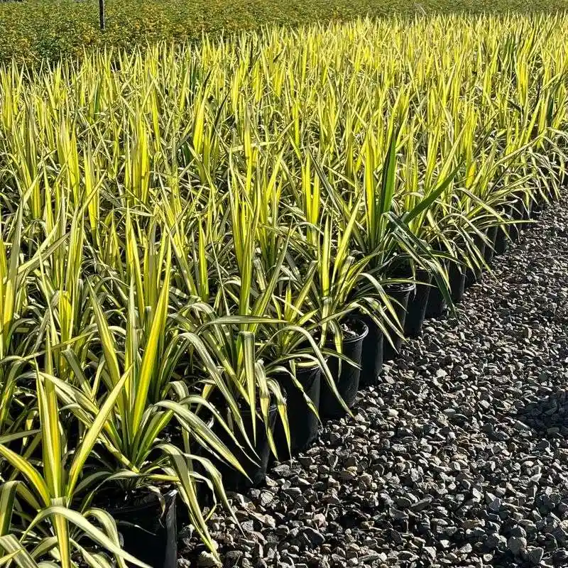 Golden Sword Yucca